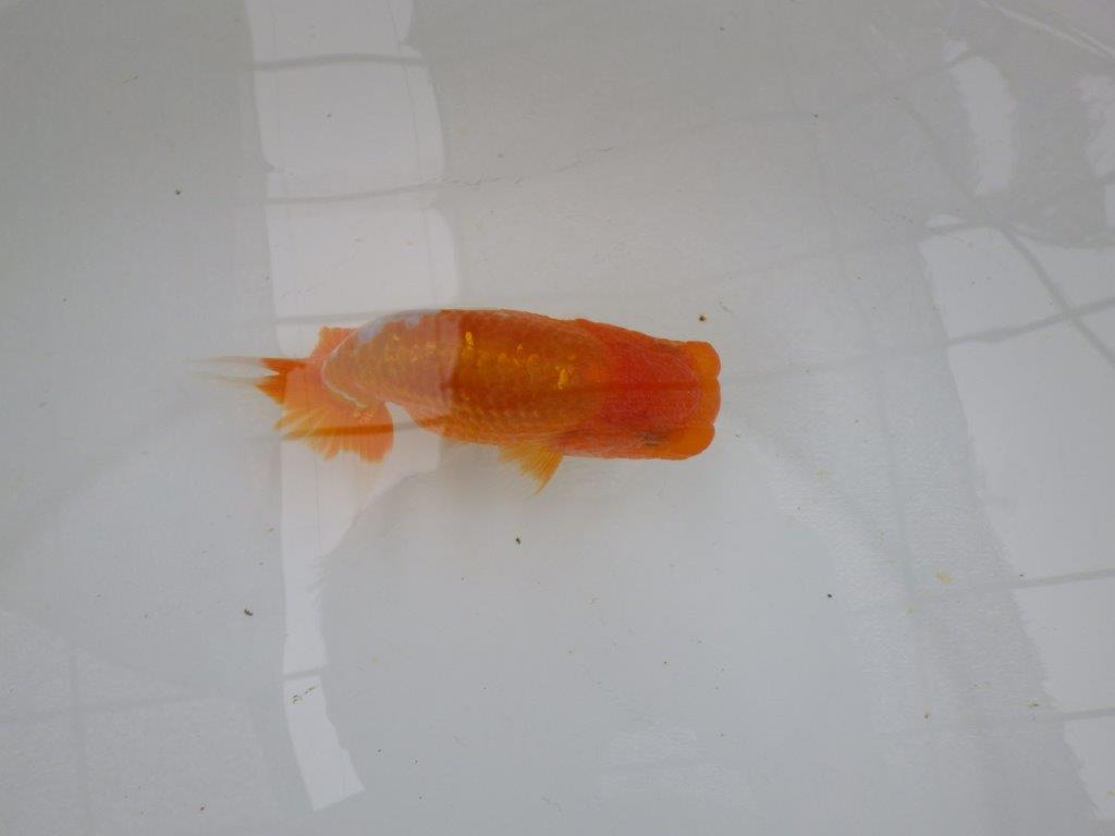 【管理魚大放出！！　当歳らんちゅう 】背も綺麗で水槽映えらんちゅう　約13cm  メス？