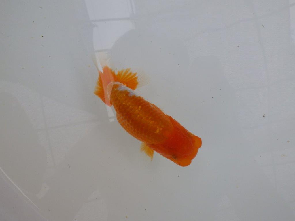 【管理魚大放出！！　当歳らんちゅう 】背も綺麗で水槽映えらんちゅう　約13cm  メス？