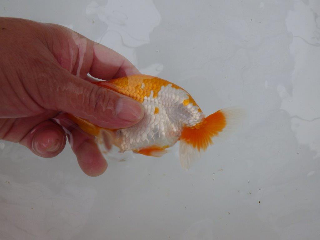 【管理魚大放出！！　当歳らんちゅう 】背も綺麗で水槽映えらんちゅう　約13cm  メス？