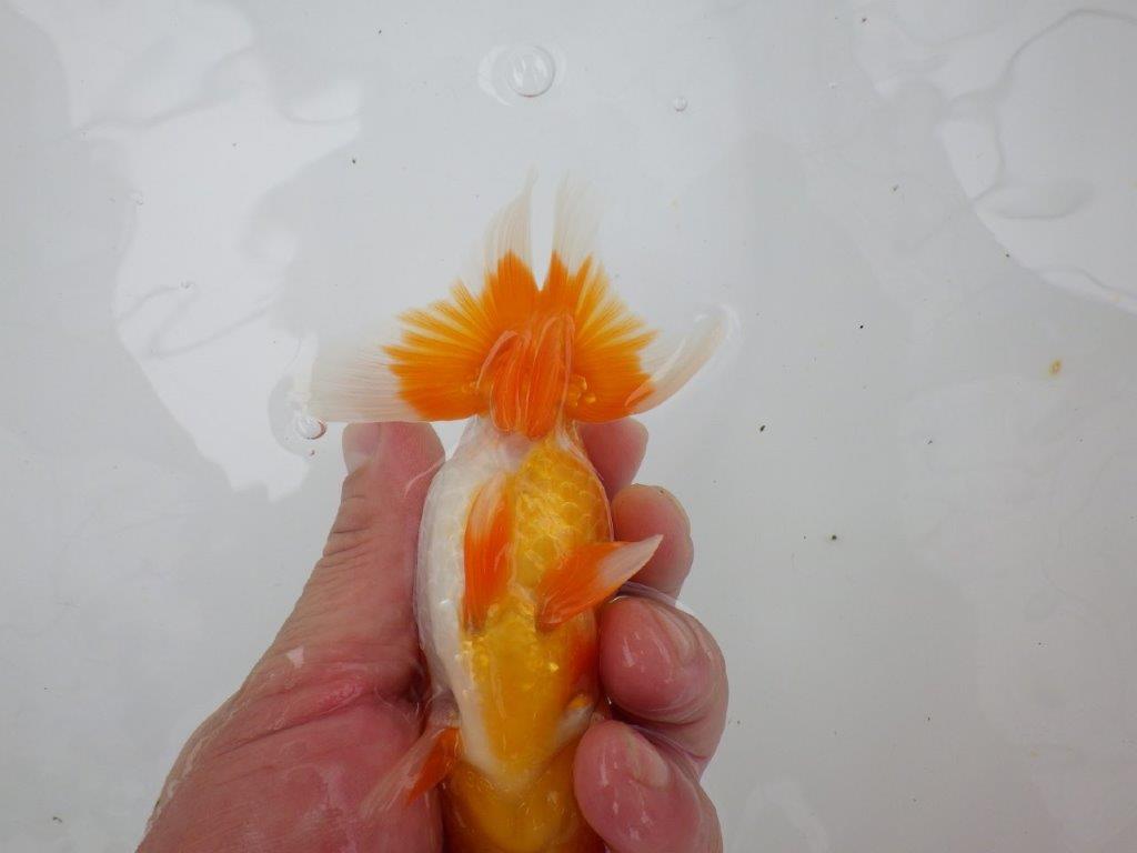 【管理魚大放出！！　当歳らんちゅう 】背も綺麗で水槽映えらんちゅう　約13cm  メス？