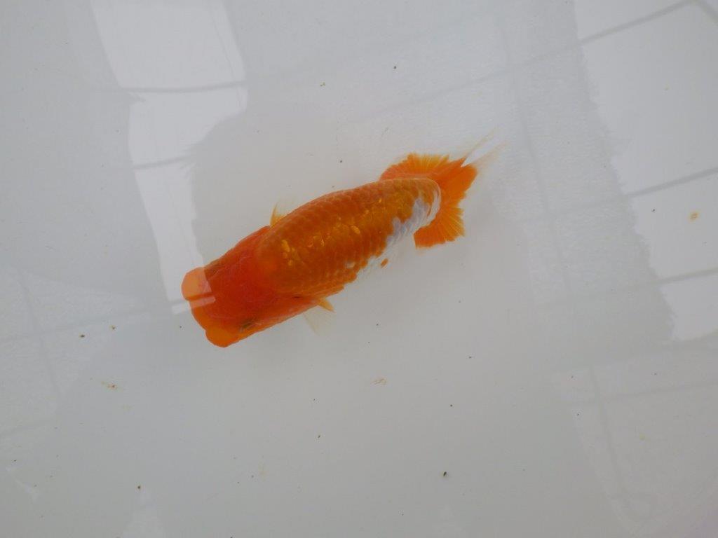 【管理魚大放出！！　当歳らんちゅう 】背も綺麗で水槽映えらんちゅう　約13cm  メス？