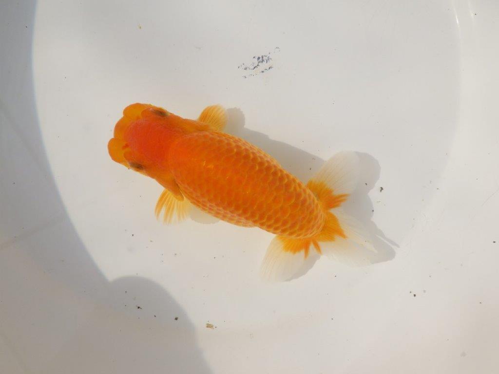 【日らん優等賞獲得ブリーダー】大迫力の背中の綺麗な当歳らんちゅう約15㎝メス?