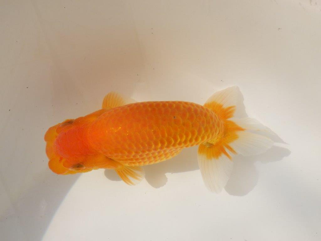 【日らん優等賞獲得ブリーダー】大迫力の背中の綺麗な当歳らんちゅう約15㎝メス?