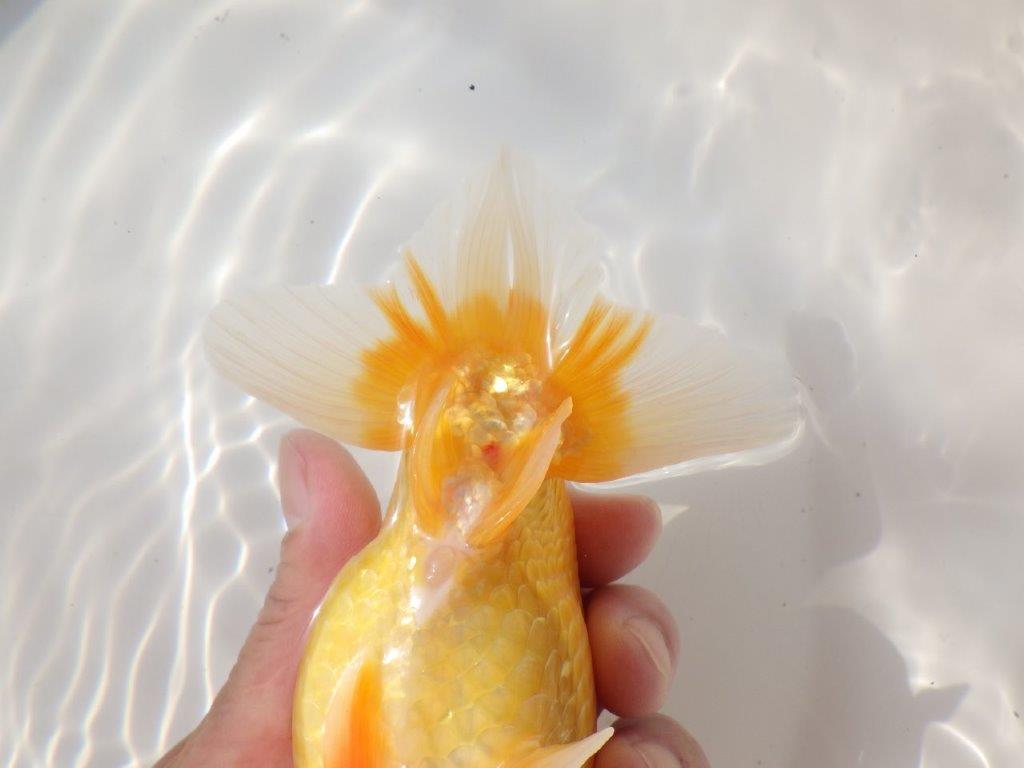 【日らん優等賞獲得ブリーダー】大迫力の背中の綺麗な当歳らんちゅう約15㎝メス?