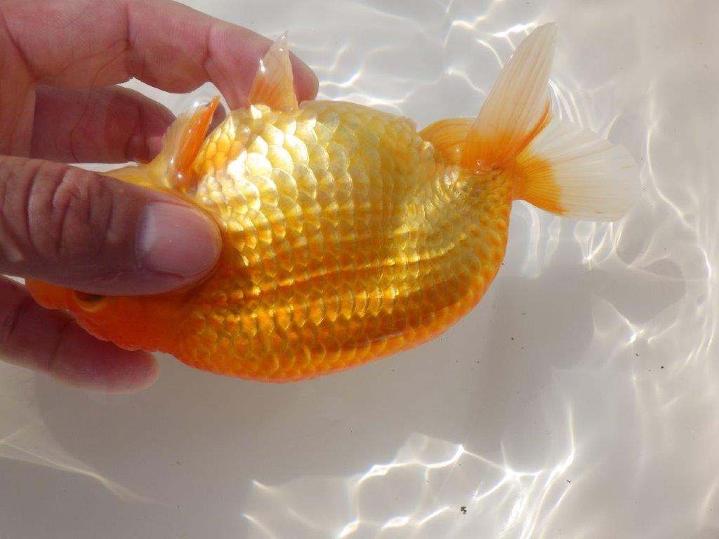 【日らん優等賞獲得ブリーダー】大迫力の背中の綺麗な当歳らんちゅう約15㎝メス?