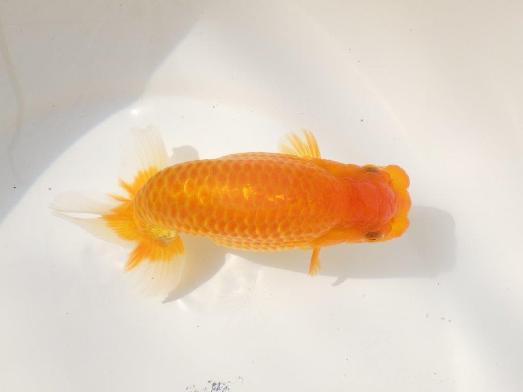 【日らん優等賞獲得ブリーダー】大迫力の背中の綺麗な当歳らんちゅう約15㎝メス?