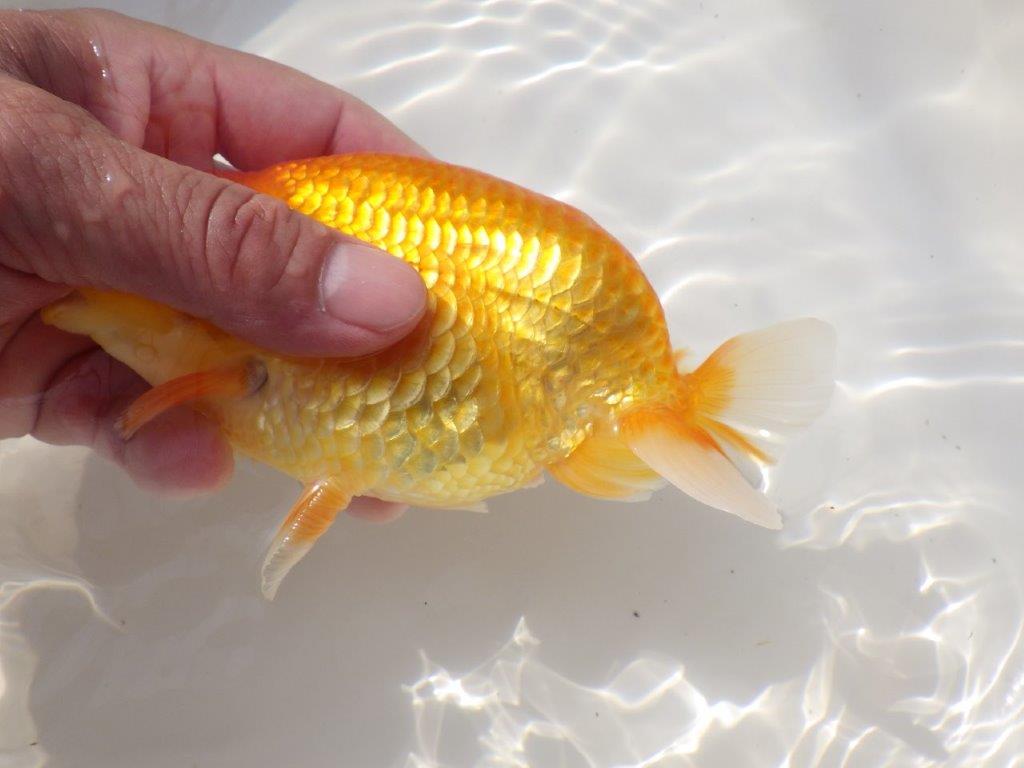 【日らん優等賞獲得ブリーダー】大迫力の背中の綺麗な当歳らんちゅう約15㎝メス?