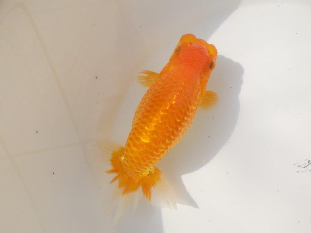 【日らん優等賞獲得ブリーダー】大迫力の背中の綺麗な当歳らんちゅう約15㎝メス?