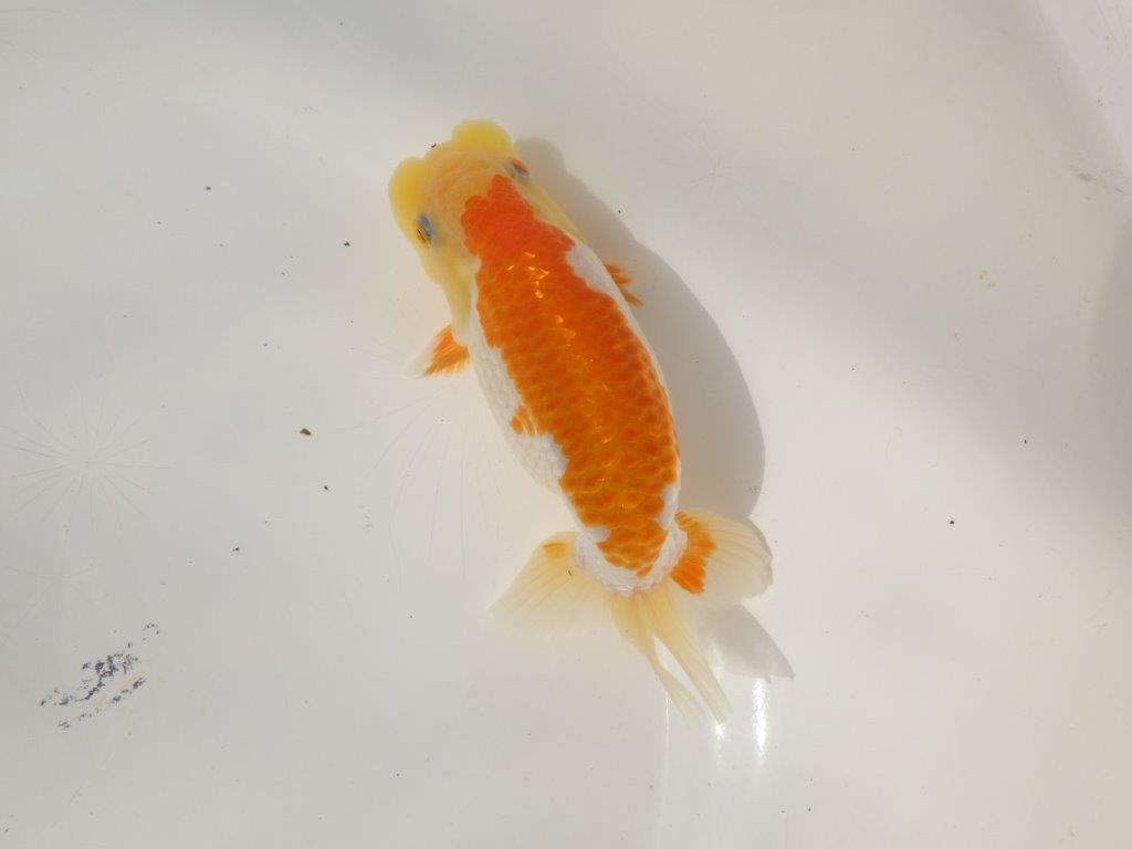 【日らん優等賞獲得ブリーダー】綺麗な柄でご鑑賞お勧め！当歳らんちゅう約14㎝オス？