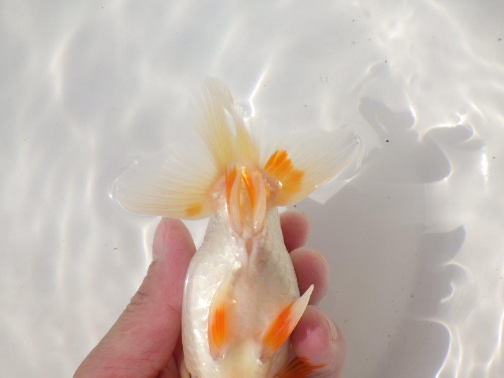 【日らん優等賞獲得ブリーダー】綺麗な柄でご鑑賞お勧め！当歳らんちゅう約14㎝オス？
