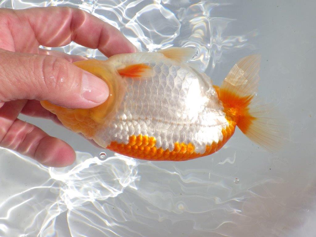 【全国大会東大関獲得ブリーダー 】二歳まで温存!?当歳らんちゅう約15,5㎝メス?