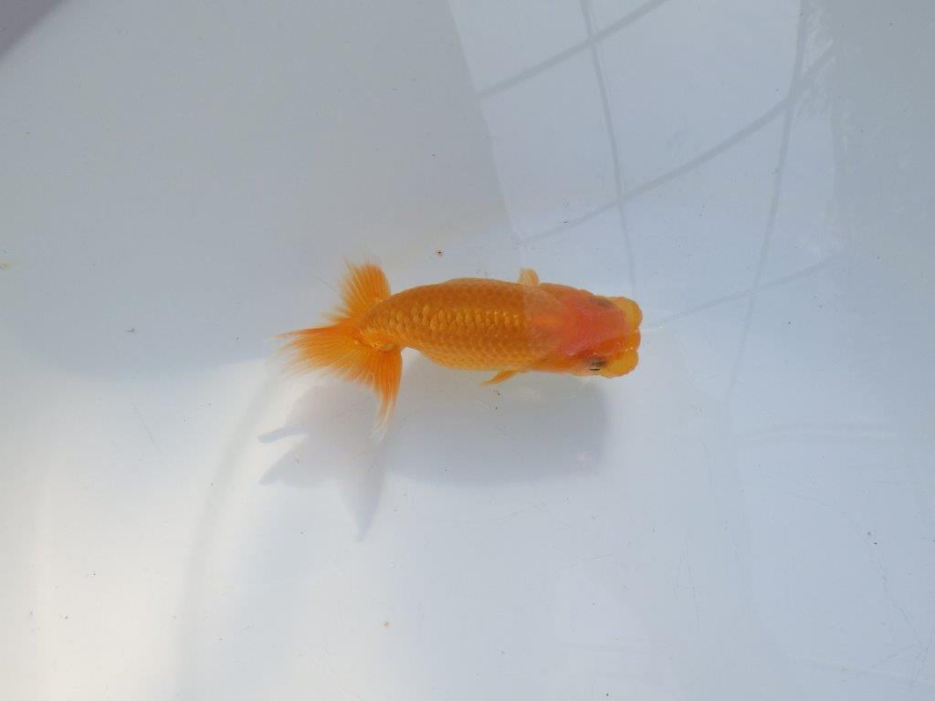 【愛知 実力派　当歳らんちゅう 】フンタン＆尾張りが良いらんちゅう　約11cm メス？