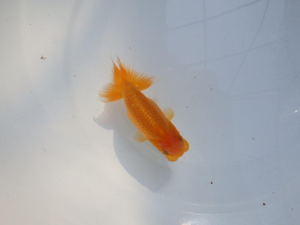 【愛知 実力派　当歳らんちゅう 】フンタン＆尾張りが良いらんちゅう　約11cm メス？の上身