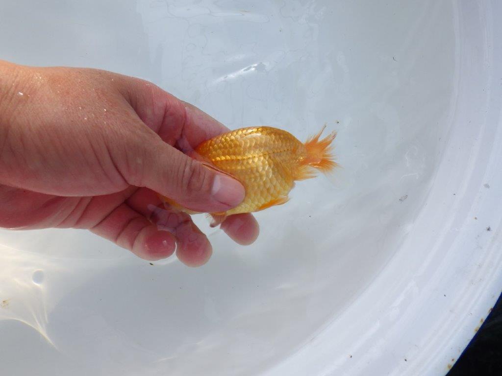【愛知 実力派　当歳らんちゅう 】フンタン＆尾張りが良いらんちゅう　約11cm メス？
