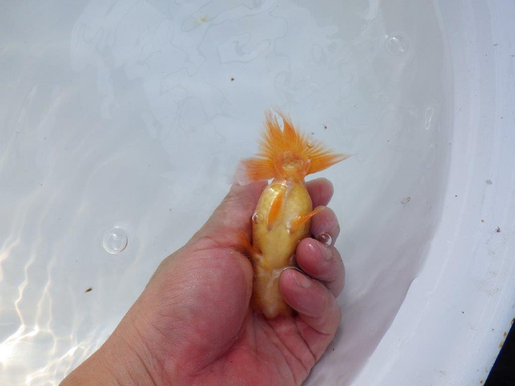 【愛知 実力派　当歳らんちゅう 】フンタン＆尾張りが良いらんちゅう　約11cm メス？