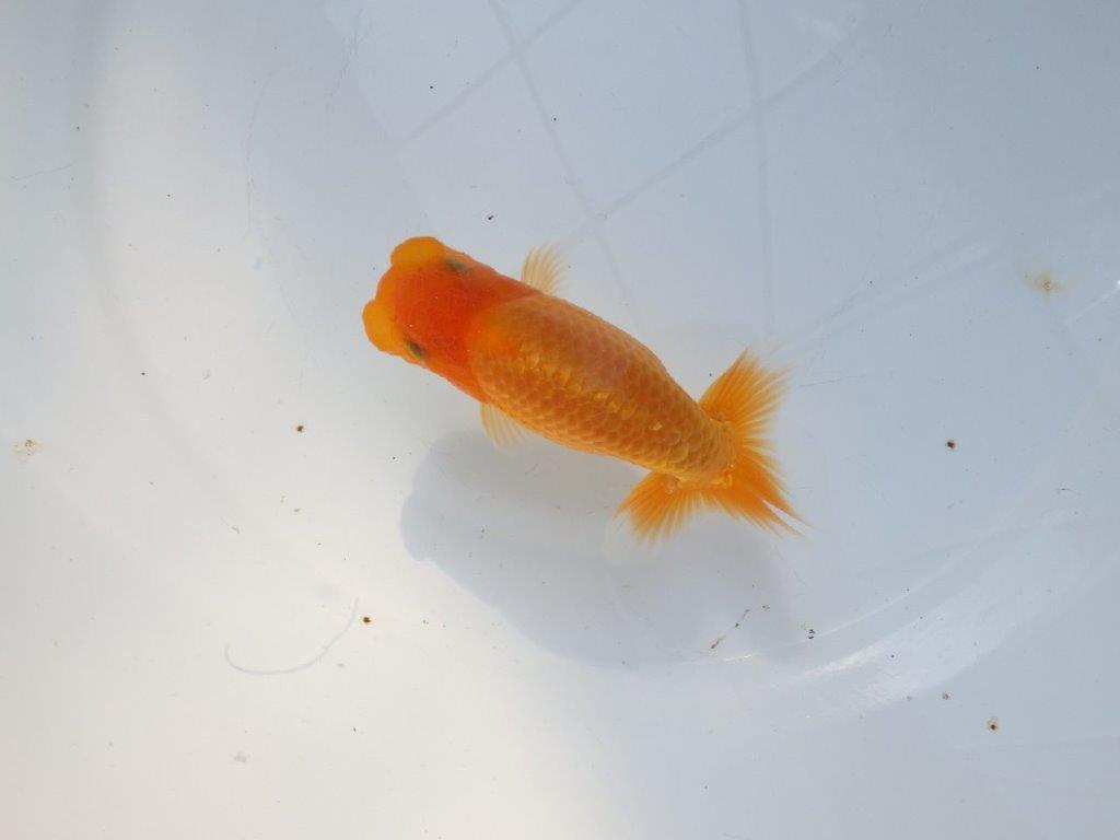 【愛知 実力派　当歳らんちゅう 】フンタンの発育が素晴らしいらんちゅう　約12,5cm メス？の上身