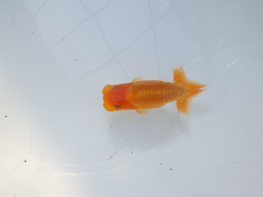 【愛知 実力派　当歳らんちゅう 】フンタンの発育が素晴らしいらんちゅう　約12,5cm メス？