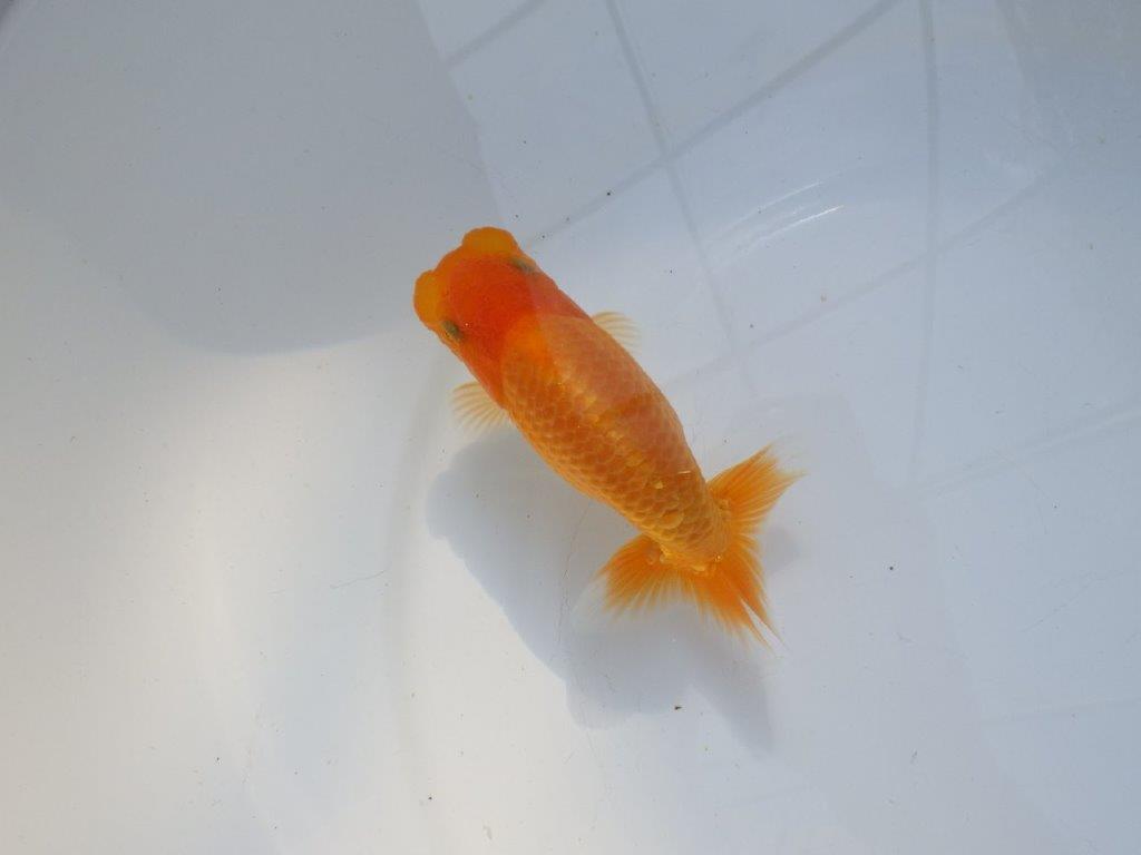 【愛知 実力派　当歳らんちゅう 】フンタンの発育が素晴らしいらんちゅう　約12,5cm メス？