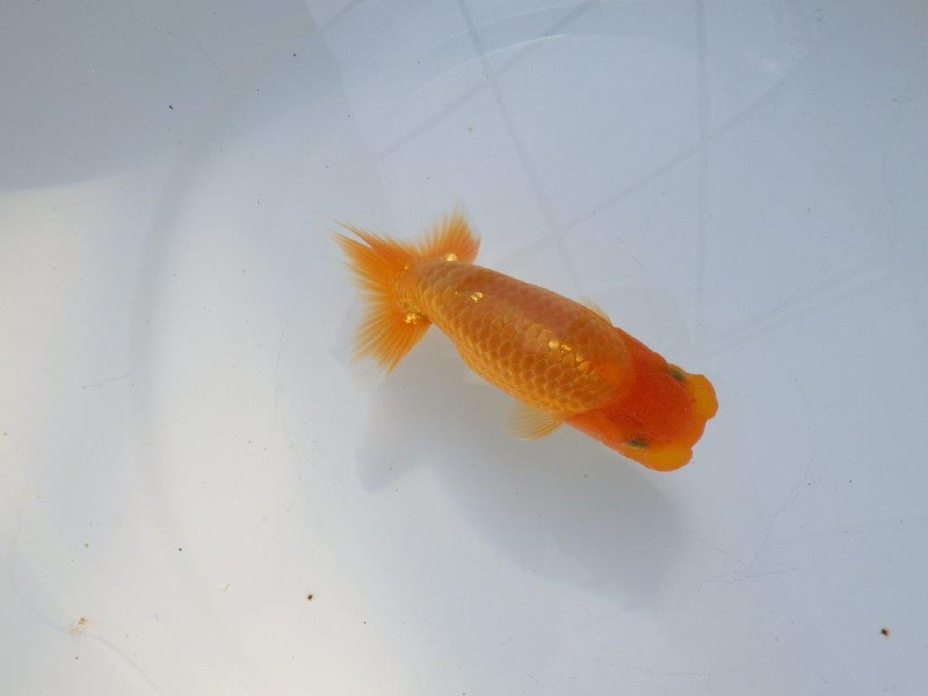 【愛知 実力派　当歳らんちゅう 】フンタンの発育が素晴らしいらんちゅう　約12,5cm メス？