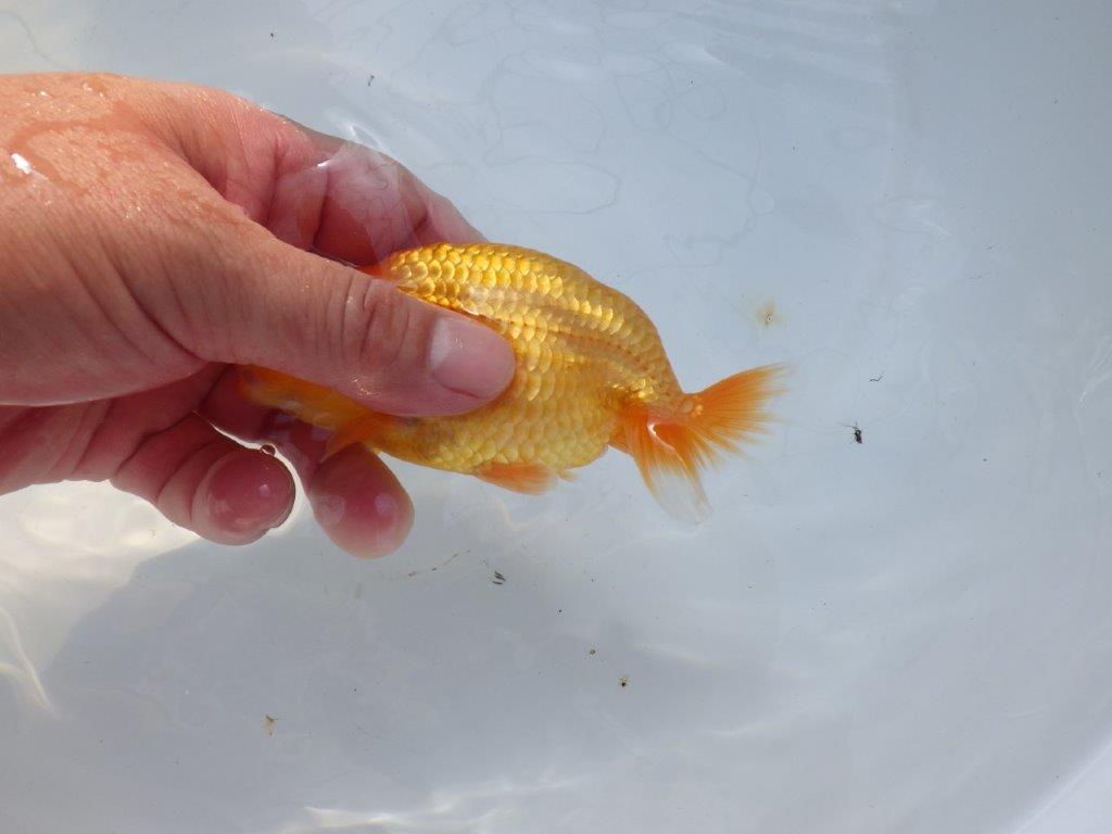 【愛知 実力派　当歳らんちゅう 】フンタンの発育が素晴らしいらんちゅう　約12,5cm メス？
