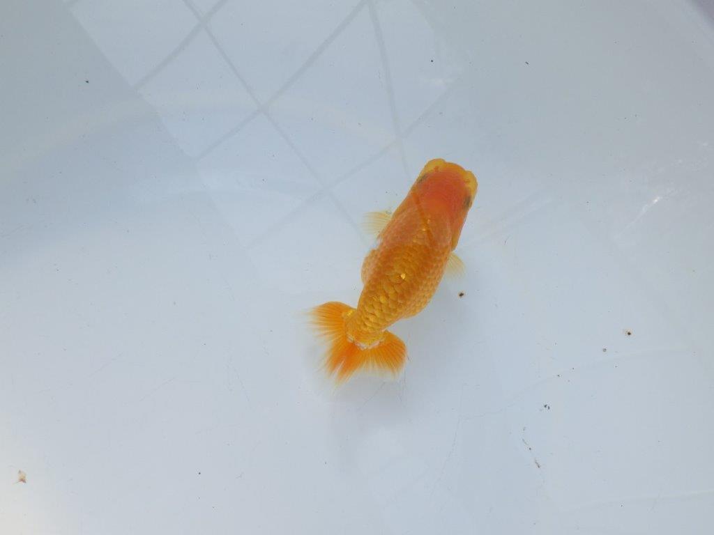 【愛知 実力派　当歳らんちゅう 】上質赤勝ち更紗らんちゅう　約11,5cm メス？