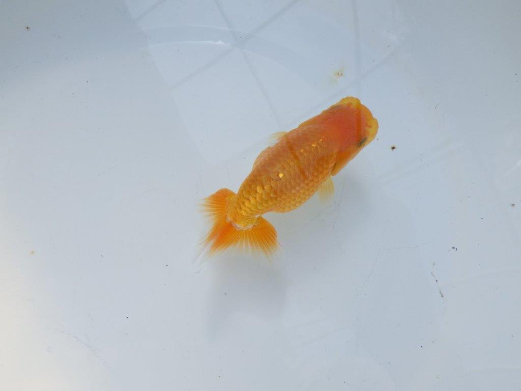 【愛知 実力派　当歳らんちゅう 】上質赤勝ち更紗らんちゅう　約11,5cm メス？