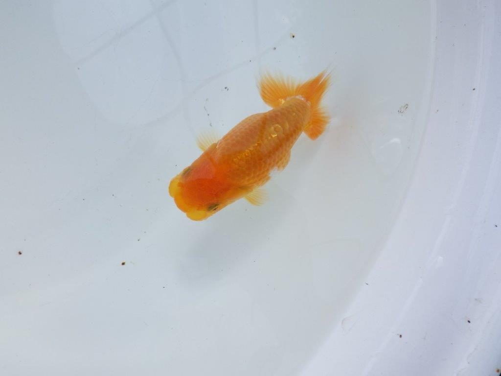 【愛知 実力派　当歳らんちゅう 】上質赤勝ち更紗らんちゅう　約11,5cm メス？の上身