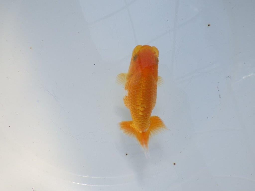 【愛知 実力派　当歳らんちゅう 】上質赤勝ち更紗らんちゅう　約11,5cm メス？