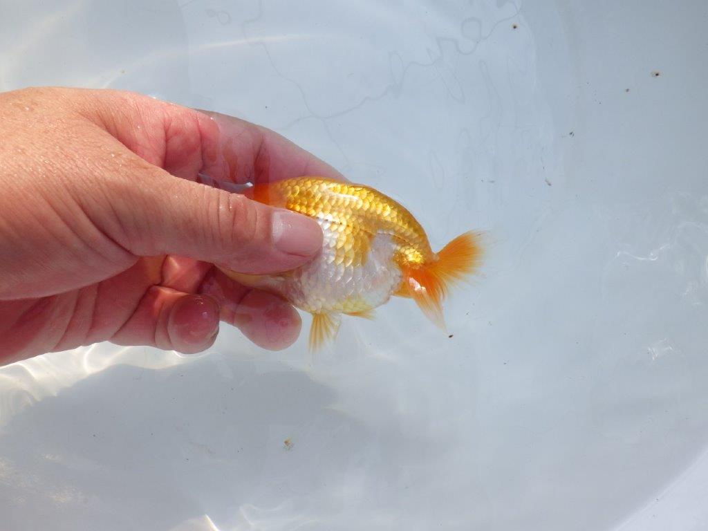 【愛知 実力派　当歳らんちゅう 】上質赤勝ち更紗らんちゅう　約11,5cm メス？