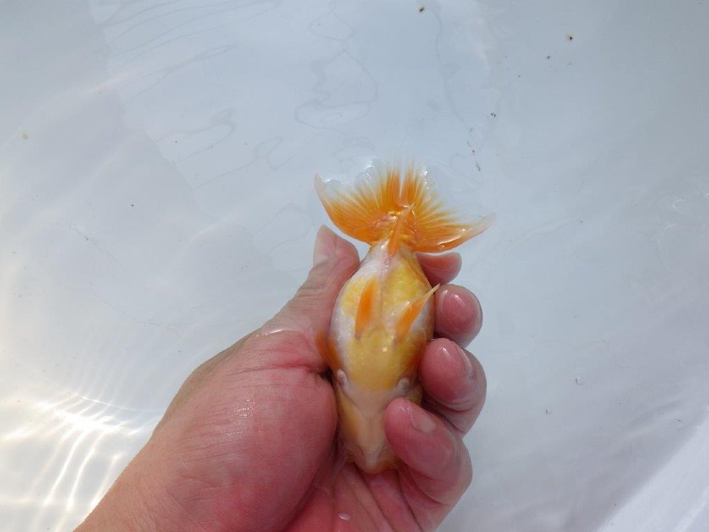 【愛知 実力派　当歳らんちゅう 】上質赤勝ち更紗らんちゅう　約11,5cm メス？