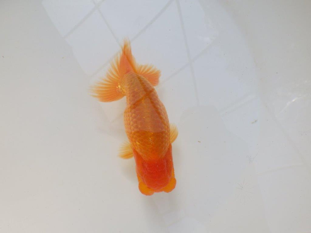 【愛知 実力派　当歳らんちゅう 】フンタンの素晴らしい赤らんちゅう　約13cm オス？の上身