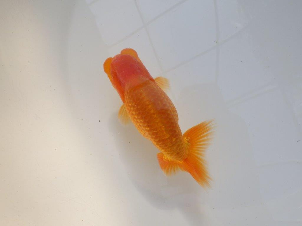 【愛知 実力派　当歳らんちゅう 】フンタンの素晴らしい赤らんちゅう　約13cm オス？
