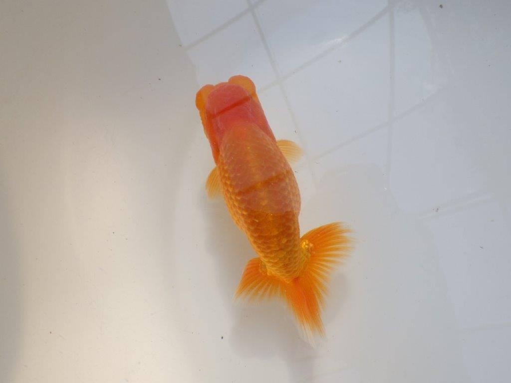【愛知 実力派　当歳らんちゅう 】フンタンの素晴らしい赤らんちゅう　約13cm オス？