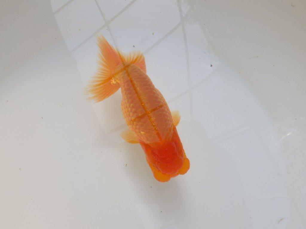 【愛知 実力派　当歳らんちゅう 】フンタンの素晴らしい赤らんちゅう　約13cm オス？