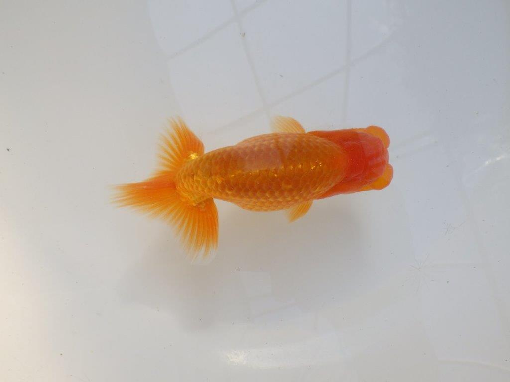 【愛知 実力派　当歳らんちゅう 】フンタンの素晴らしい赤らんちゅう　約13cm オス？