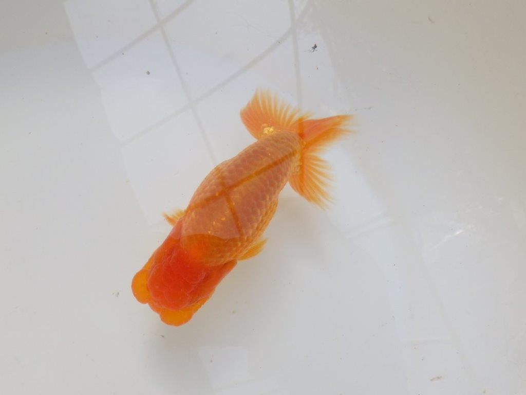 【愛知 実力派　当歳らんちゅう 】フンタンの素晴らしい赤らんちゅう　約13cm オス？