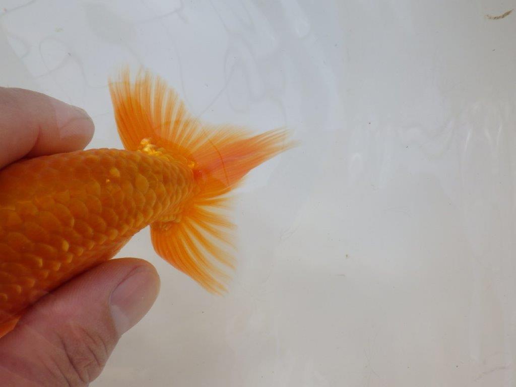 【愛知 実力派　当歳らんちゅう 】フンタンの素晴らしい赤らんちゅう　約13cm オス？