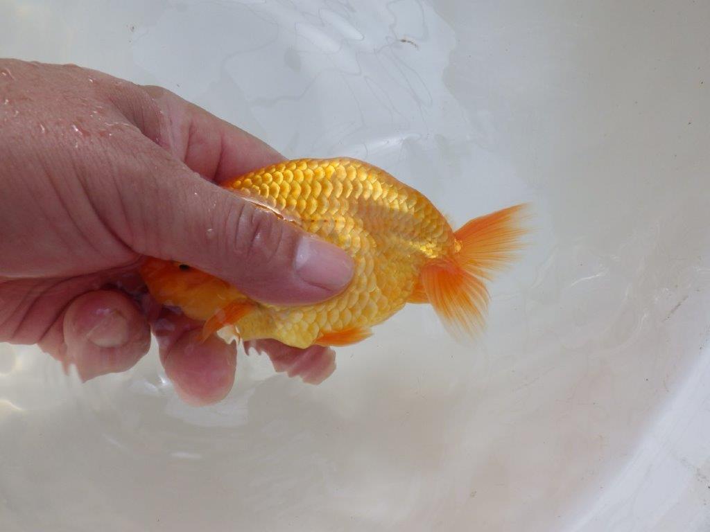 【愛知 実力派　当歳らんちゅう 】フンタンの素晴らしい赤らんちゅう　約13cm オス？