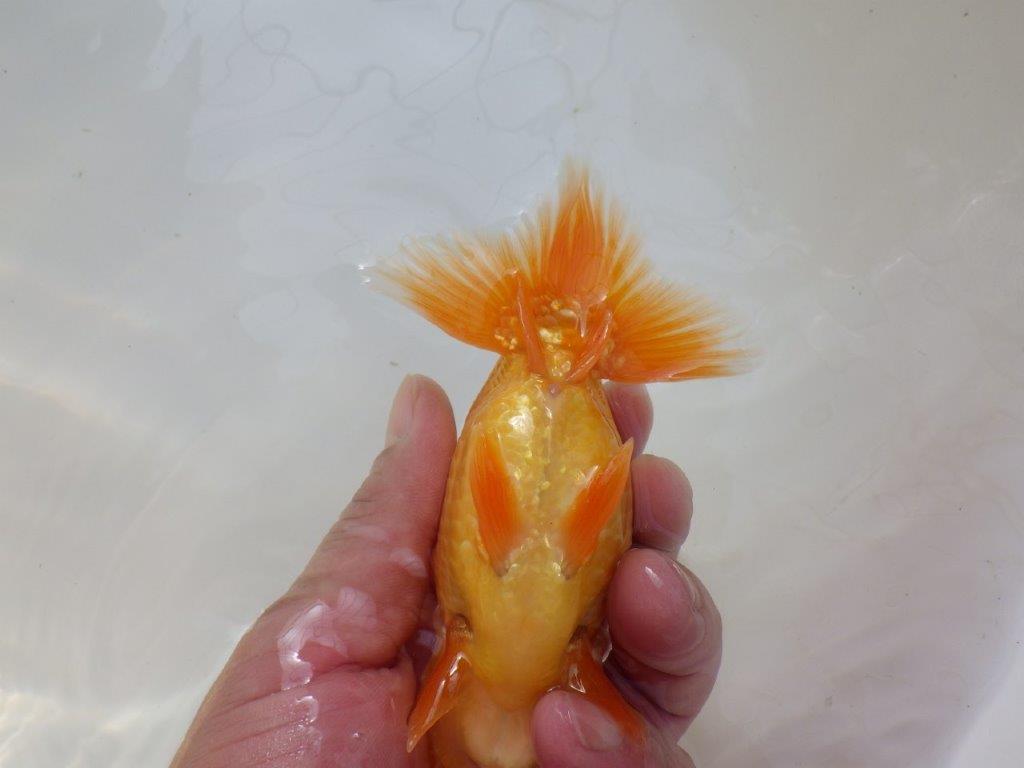 【愛知 実力派　当歳らんちゅう 】フンタンの素晴らしい赤らんちゅう　約13cm オス？