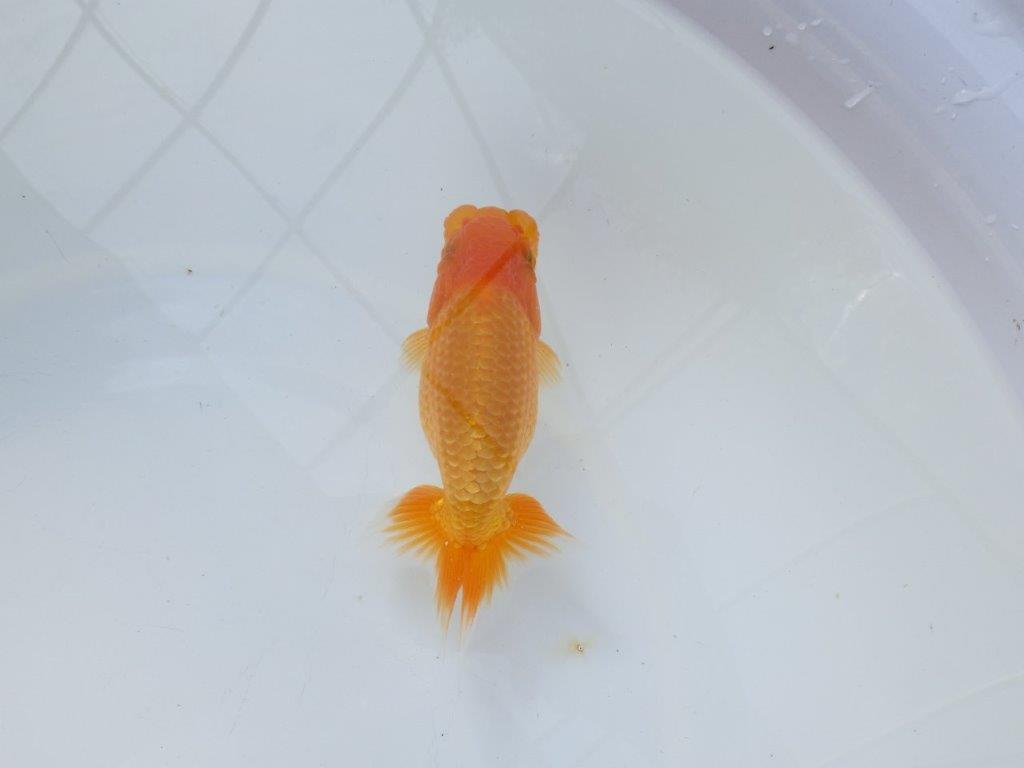 【愛知 実力派　当歳らんちゅう 】上品な尾構えのらんちゅう　約12,5cm メス？