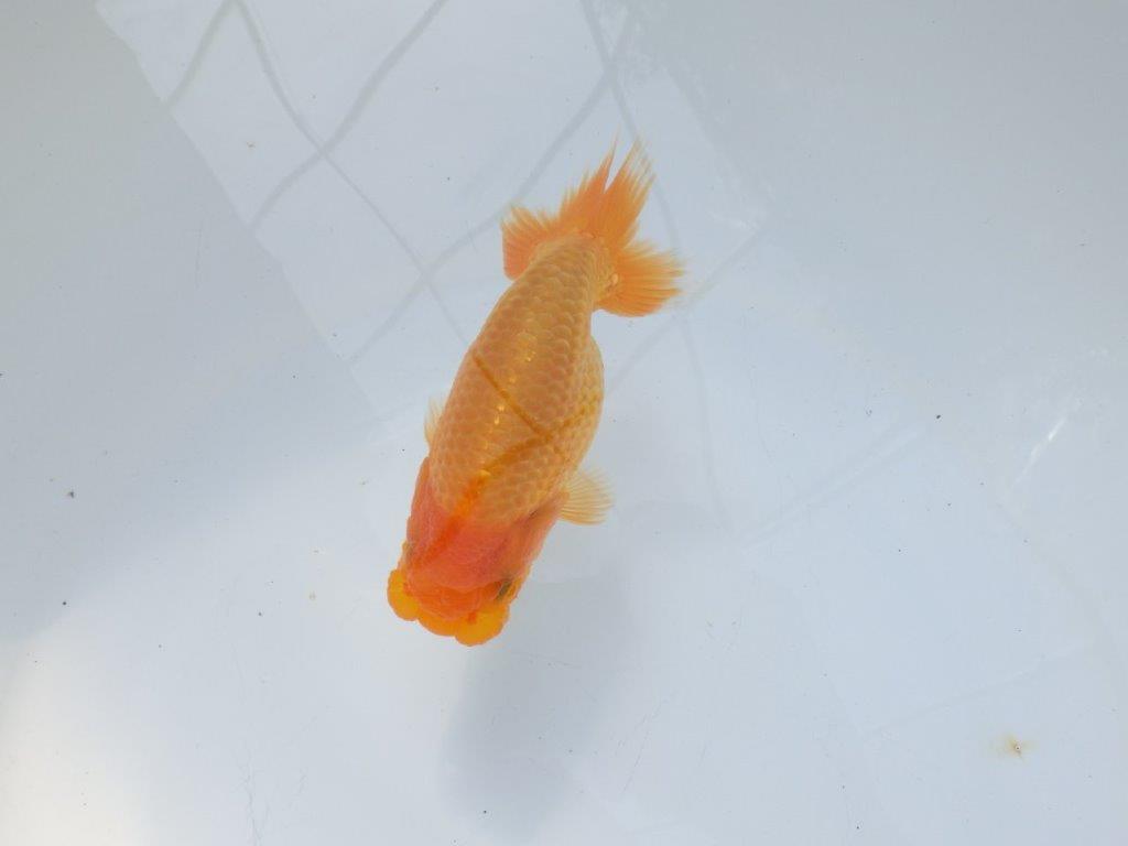 【愛知 実力派　当歳らんちゅう 】上品な尾構えのらんちゅう　約12,5cm メス？