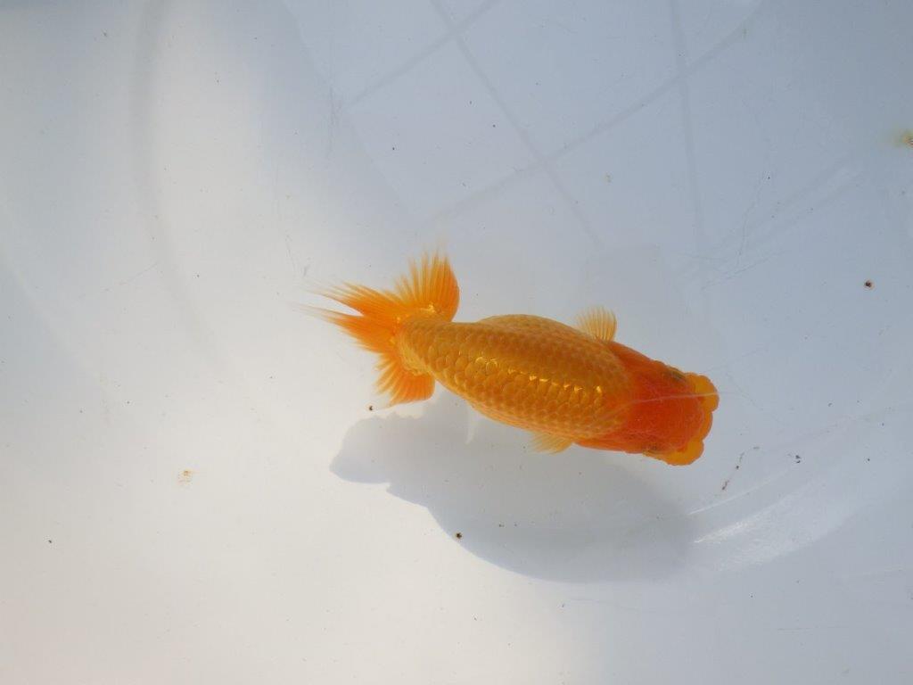 【愛知 実力派　当歳らんちゅう 】上品な尾構えのらんちゅう　約12,5cm メス？