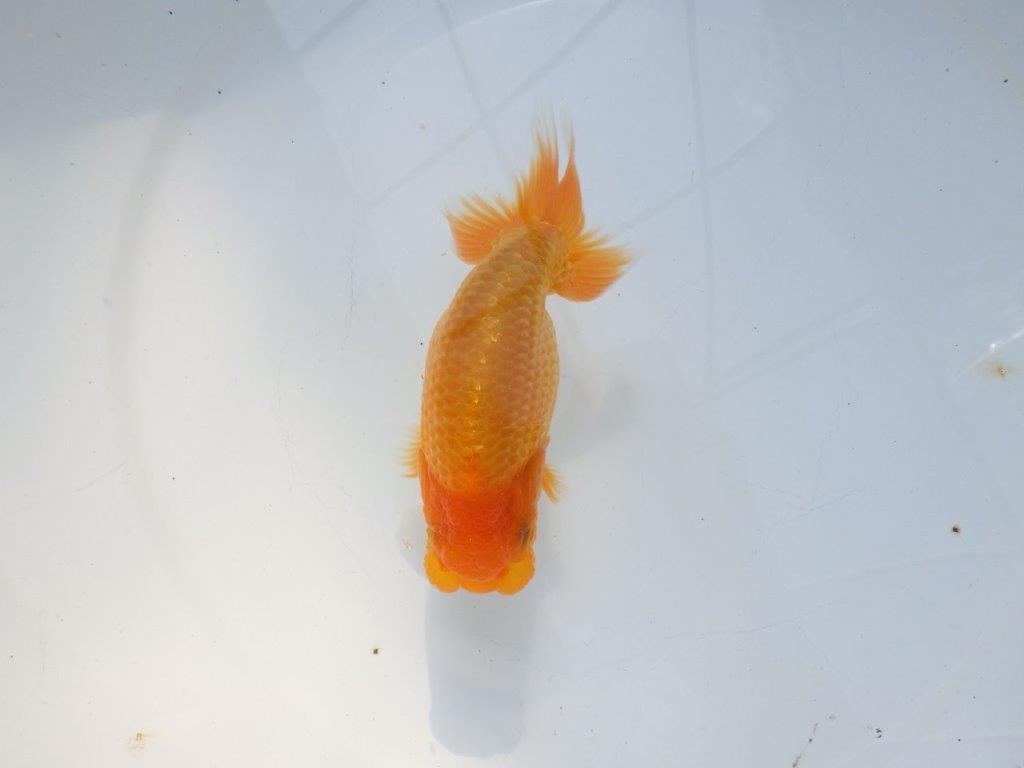 【愛知 実力派　当歳らんちゅう 】上品な尾構えのらんちゅう　約12,5cm メス？