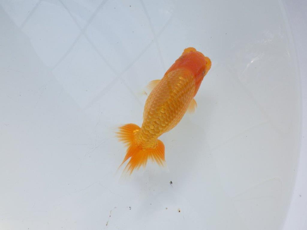 【愛知 実力派　当歳らんちゅう 】上品な尾構えのらんちゅう　約12,5cm メス？