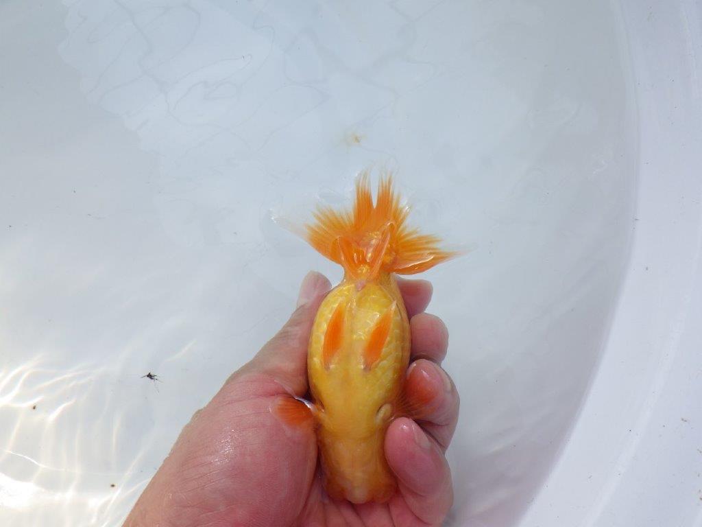 【愛知 実力派　当歳らんちゅう 】上品な尾構えのらんちゅう　約12,5cm メス？