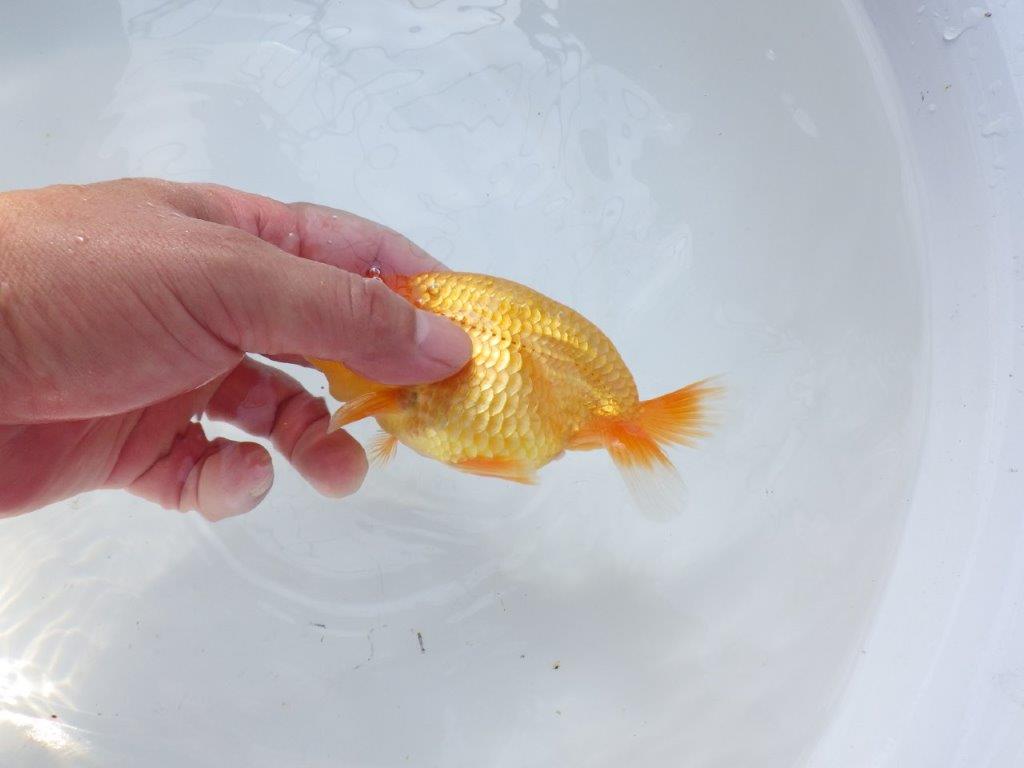 【愛知 実力派　当歳らんちゅう 】上品な尾構えのらんちゅう　約12,5cm メス？