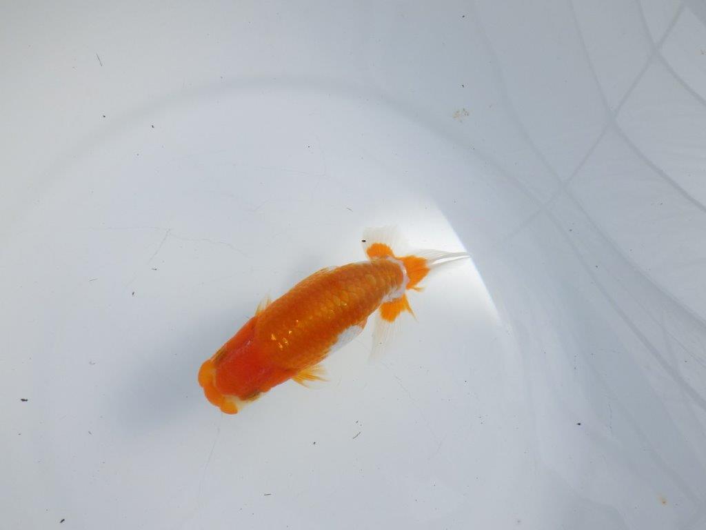 【逸品当歳らんちゅう】背のラインが美しい更紗らんちゅう　約12ｃｍ前後　オス？