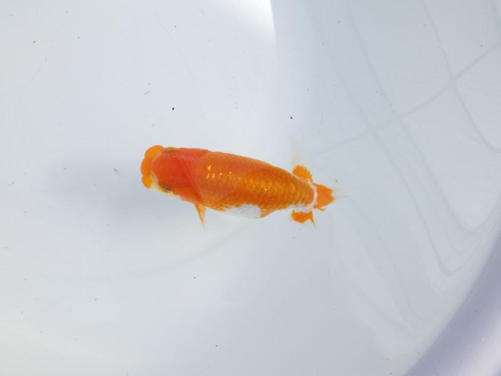 【逸品当歳らんちゅう】背のラインが美しい更紗らんちゅう　約12ｃｍ前後　オス？の上身