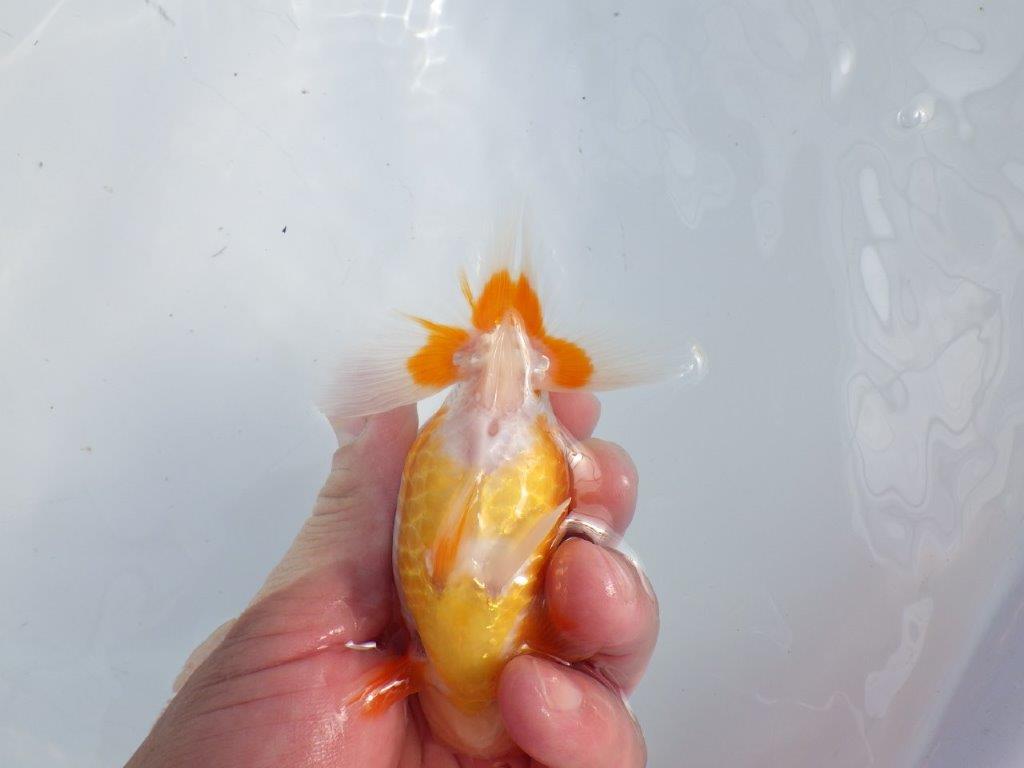 【逸品当歳らんちゅう】背のラインが美しい更紗らんちゅう　約12ｃｍ前後　オス？