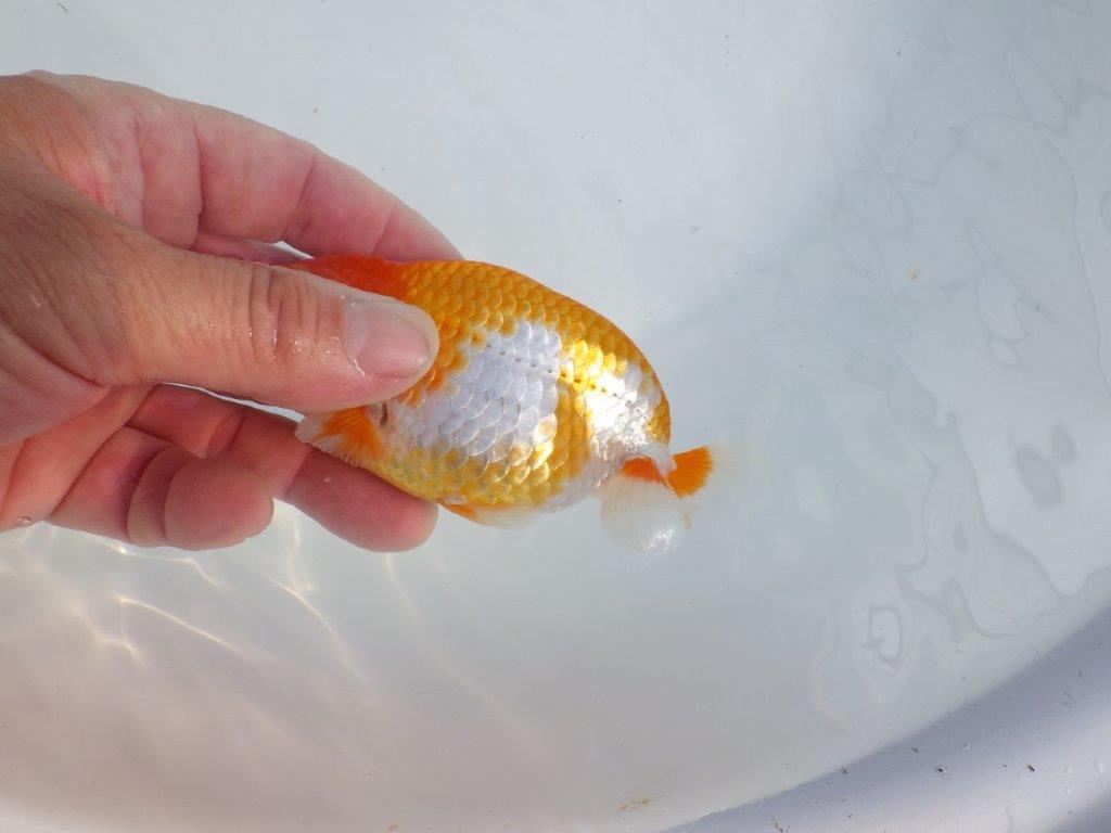 【逸品当歳らんちゅう】背のラインが美しい更紗らんちゅう　約12ｃｍ前後　オス？